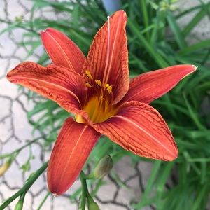 Meet your Posher, Heidi